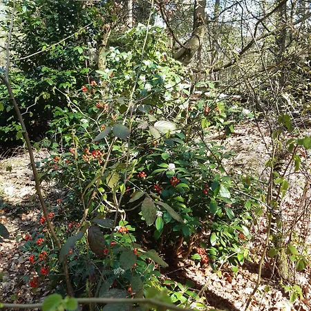 בית נופש Natuurhuisje Govinda *