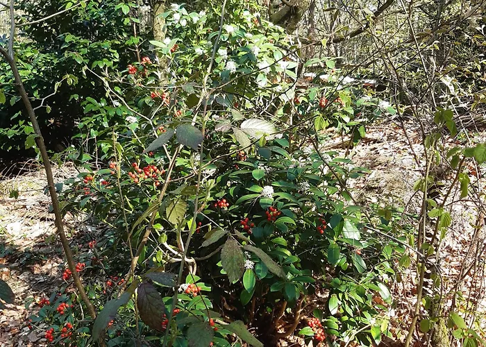 Semesterbostad Natuurhuisje Govinda *